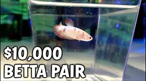 These Rare Betta Fish Cost 10 000 Youtube