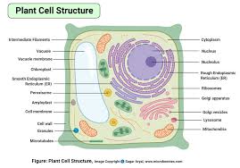 Plastids - Different Types Of Plastids And Their Functions In Plants Cell