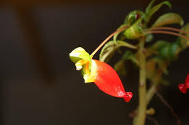 Image result for Impatiens keilii