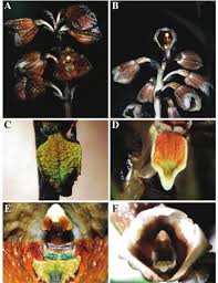 Image result for Gastrodia ballii