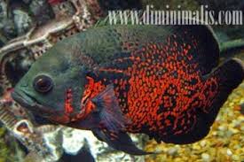 Ikan oscar, pasti sudah banyak dari anda yang cukup familiar dengan diantara jenis selain mempunyai warna dasar hitam, ikan oscar juga memilki spesies oscar albino. Cara Budidaya Ikan Oscar Dengan Benar Biar Cepat Panen