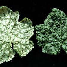 Image result for Calepitrimerus vitis