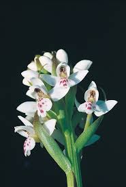 Image result for Stemodiopsis buchananii