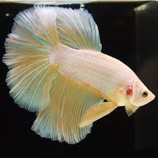 Dragon scale bettas usually have more of a metallic, iridescent look to their scales. Live Betta Fish Male Yellow Pearl Dragon Scale Halfmoon Betta Fish Types Betta Fish Betta