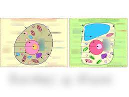 Plant and animal cells are similar and different in many ways. 7th Grade Science Label Parts Of Animal Plant Cell Diagram Quizlet