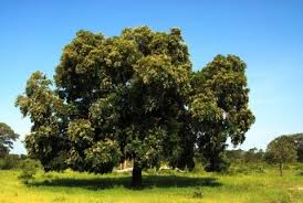 Image result for Guibourtia schliebenii