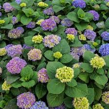 In the existing new series of 'let's dance', they come up with new one for next year, the first is hydrangea macrophylla let's dance big band. Hydrangea Macrophylla Es14 Let S Dance Rhythmic Blue Hydrangea From Midwest Groundcovers