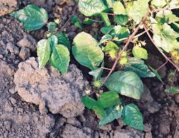 Image result for Triumfetta annua