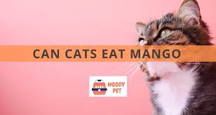Almonds can eat my shell (self.pistachios). Can Cats Eat Mango Woodypet Com