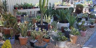 This just a video i made when i went to mclaren vale and robe. Cactus Creations