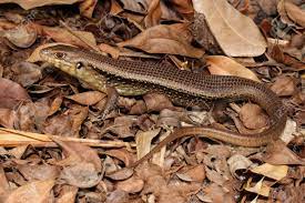 These skinks are ecologically diverse omnivores that inhabit a wide range of habitats. Bellatorias Frerei Is A Species Of Saurians Of The Family Of Stock Photo Picture And Royalty Free Image Image 58712327