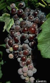 Image result for Vitis vinifera