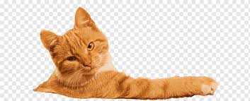 American shorthair cat staring at camera. Banya European Shorthair Sauna American Shorthair Kitten Kitten Mammal Cat Like Mammal Animals Png Pngwing