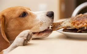 Maybe you would like to learn more about one of these? The Familiar Human Foods That Dogs Eat And Cannot Eat