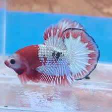 Pamiętaj, że jeśli zamówisz również inne przedmioty. Plakat Fancy Cooper Monkey Face Betta Fish Betta Fish Types Betta Fish Betta