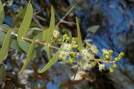 Image result for Eucalyptus cloeziana