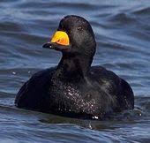 Black Bird With Blue Neck Ontario American Black Scoter Male Bird Life List Most Beautiful Birds Aquatic Birds