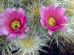 Купить фото «strawberry hedgehog cactus (echinocereus enneacanthus), blooming. Echinocereus Stramineus Strawberry Hedgehog Cactus Native Plants Of North America