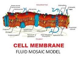 Cell Membrane Fluid Mosaic Model Powerpoint Plasma Membrane Cell Membrane Extracellular Fluid