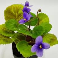 Image result for Saintpauliopsis