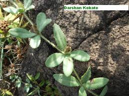 Image result for Blepharis integrifolia