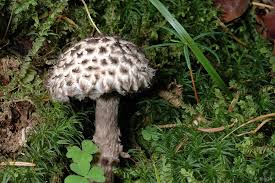 Image result for Strobilomyces strobilaceus