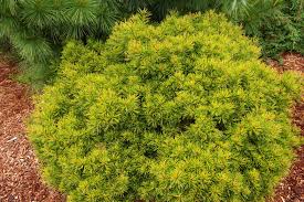 Image result for Copaifera baumiana