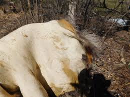 At the front shoulders continue skinning it away all the way to the deer's throat. Smoke Your Hide Trapper Predator Callertrapper Predator Caller