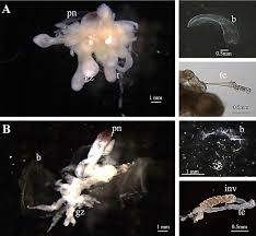 Image result for Siphonochilus brachystemon