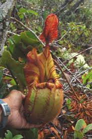 Nepenthes Veitchii Pflanzen