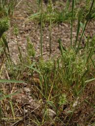 Image result for Craspedorhachis