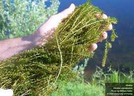 Image result for Elodea