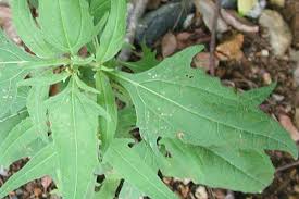 Image result for Sigesbeckia orientalis