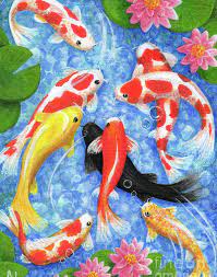 Koi rescue of north carolina. Sold Koi Fish
