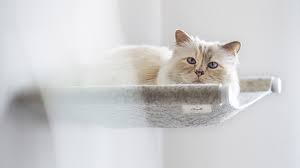 Explore lucycat's 5,128 photos on flickr! Choupette The Cat Collaborates With Lucybalu On Swing Pet Bed