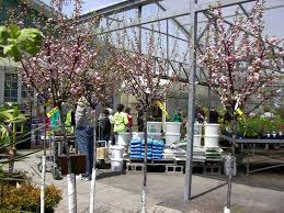 Full sun to partial shade Flowering Almond Standard Knippel Garden Centre
