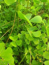 Image result for Marsilea
