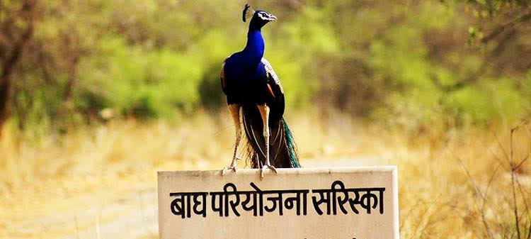 Image result for rajasthan sariska park"