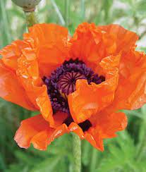 Pin On Flowers Poppies