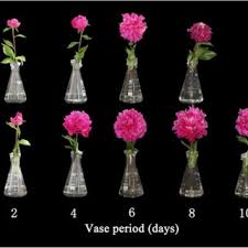Many flowers in the summer are affected by various diseases, for example, gray rot. Effect Of Ns On The Vase Performance Of Cut P Lactiflora Flowers Download Scientific Diagram
