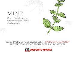 Mosquito bites are bites from flying insects that feed on the blood of animals, including humans. How To Relieve Mosquito Bite Itch Naturally