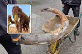 Opvallende vondst in dorpskern van Denderleeuw: slagtanden en kiezen van een mammoet ontdekt tijdens graafwerken