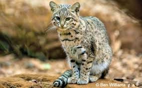 Update To The Conservation Status Of Wild Cats