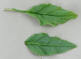 Image result for Heliotropium ciliatum