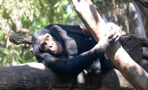 We have reviews of the best places to see in rockhampton. Rockhampton Zoo The Courier Mail