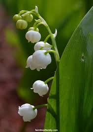 Pin On Gardening Tips And Tricks