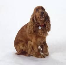The english cocker spaniel is a breed of gun dog. Red English Cocker Spaniel Sitting Print 9483425 Framed Photos
