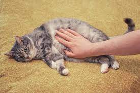 And it is really sad because. Stomach Cancer In Cats Causes Symptoms Treatment All About Cats