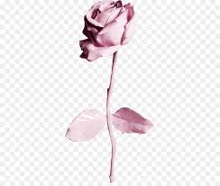Explore and download tons of high quality rose wallpapers all for free! Desktop Wallpaper Iphone 6 Best Roses Wallpaper Rose Png Herunterladen 367 748 Kostenlos Transparent Rosa Png Herunterladen