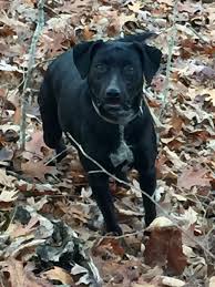 All Black Catahoula Leopard Dog Solid Black Catahoula Plummer S Jett Catahoula Leopard Dog Catahoula Catahoula Cur